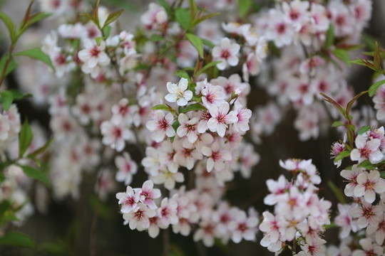櫻花