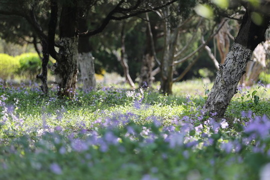 青島植物園