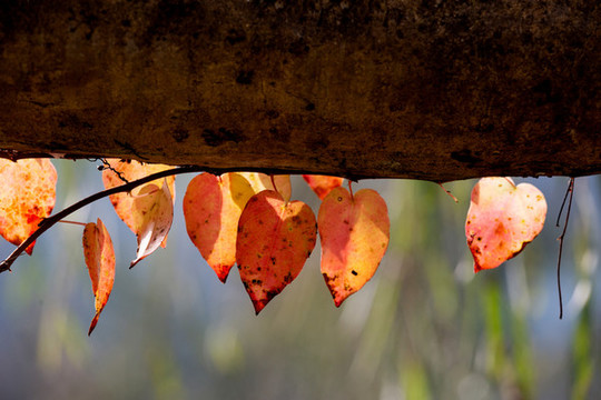 紅葉