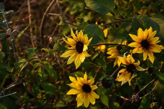 黑心金光菊