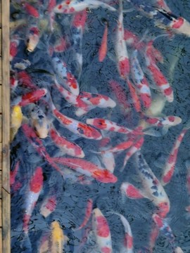池塘里的鯉魚