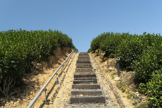 鄉(xiāng)村茶園茶田爬坡道