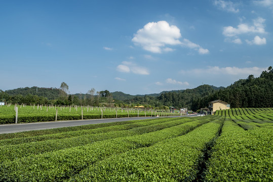 陽光茶園