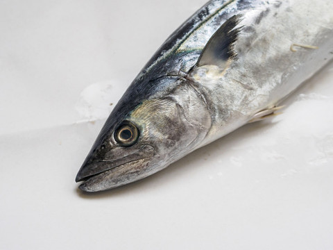 鮮鲅魚