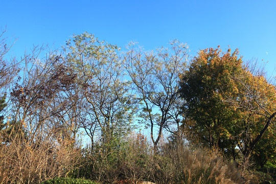 郊野公園