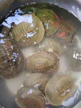 甲魚