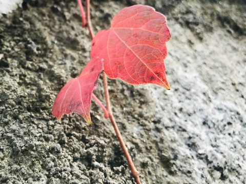 冬天的爬山虎