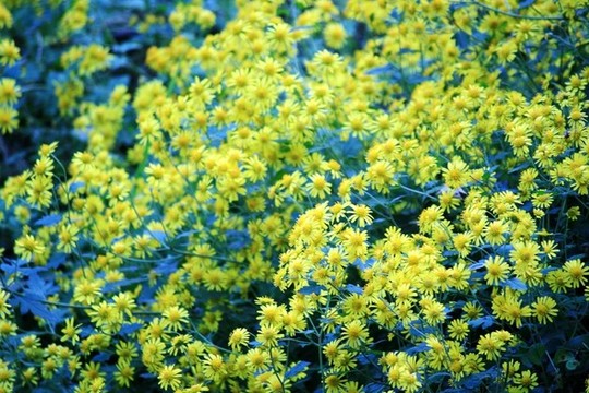 野菊花