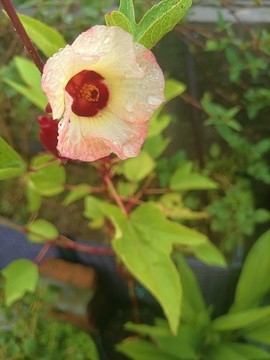 洛神花