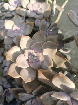 多肉紫樂
