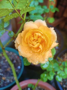 月季花果汁陽臺