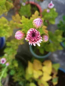 菊花