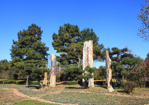 木化石