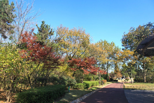 日照植物園秋景