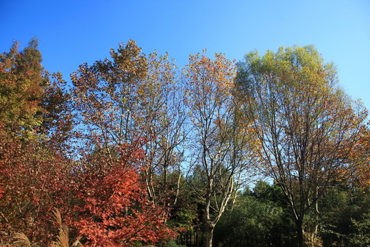日照植物園秋景