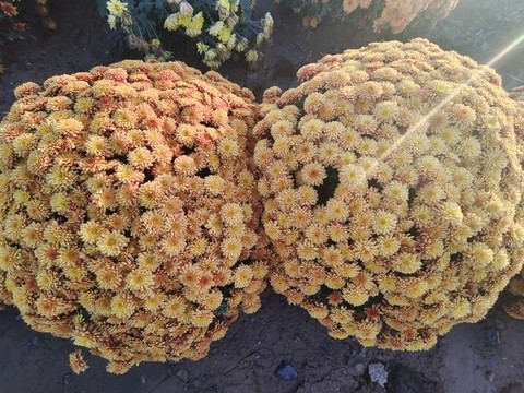 野菊花