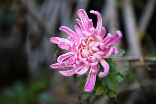 粉菊花