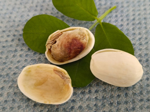 美食靜物開心果