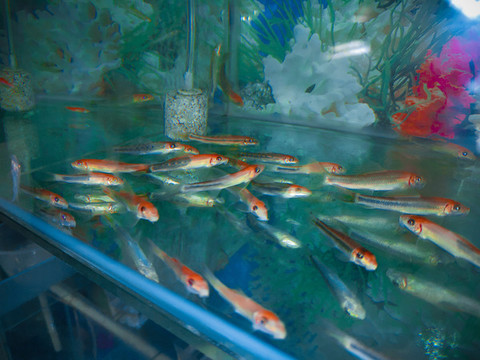 夢幻的金魚