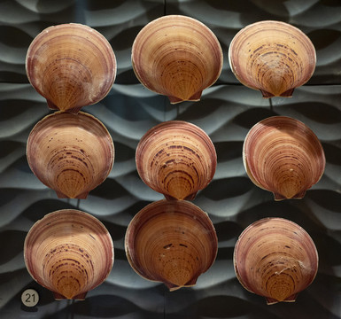 日月蛤標(biāo)本