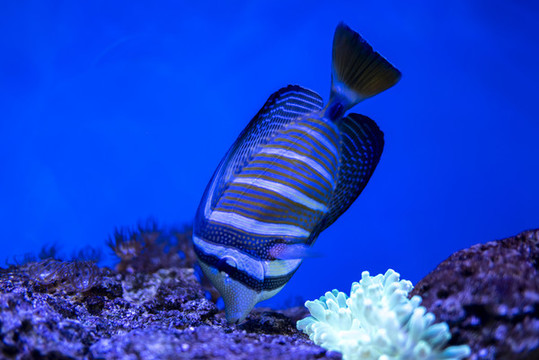 海底世界觀賞魚