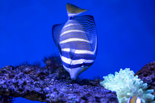 海底世界觀賞魚