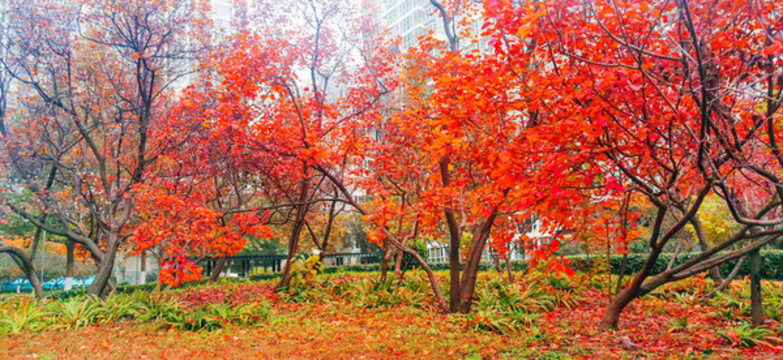 雕塑公園秋色