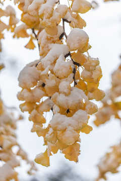 雪天的銀杏葉