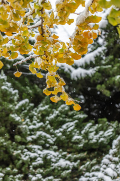 雪天的銀杏葉