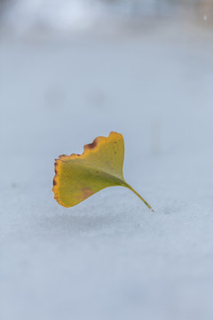 雪天的銀杏葉