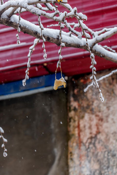 雪中銀杏葉