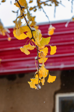 雪中的銀杏葉