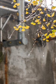 雪中的銀杏葉