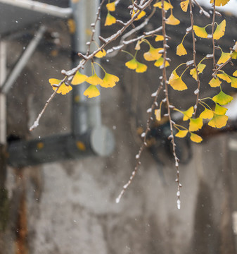 雪中的銀杏葉