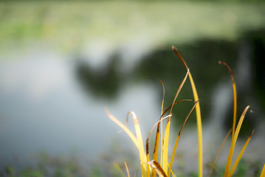 秋景