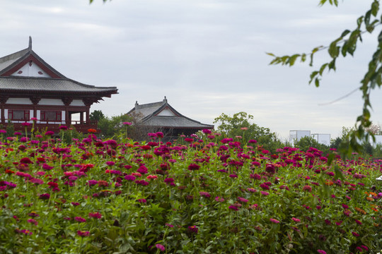 長春北湖花海