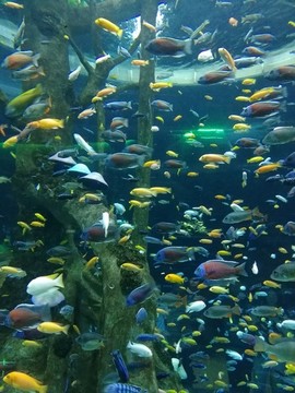 海洋館魚(yú)群