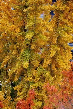 銀杏樹(shù)