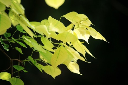 陽(yáng)光樹葉