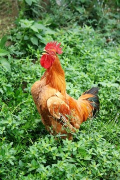公雞叫鳴