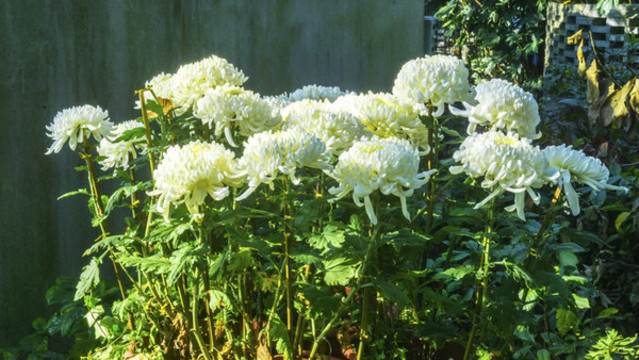 白菊花