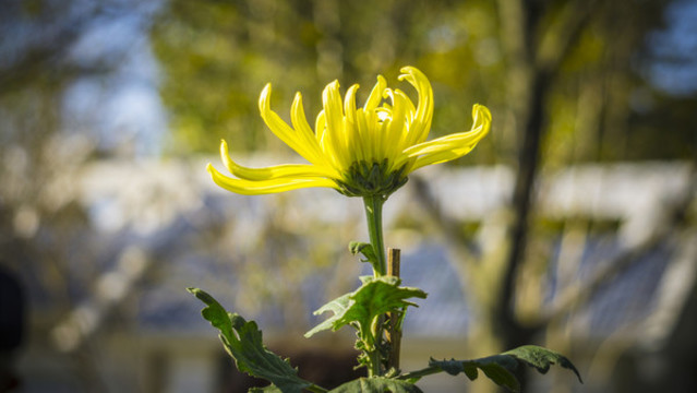 園林生態(tài)園菊花