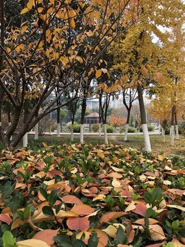 秋景園林落葉