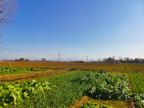 農家菜地耕地