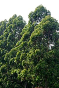 綠樹