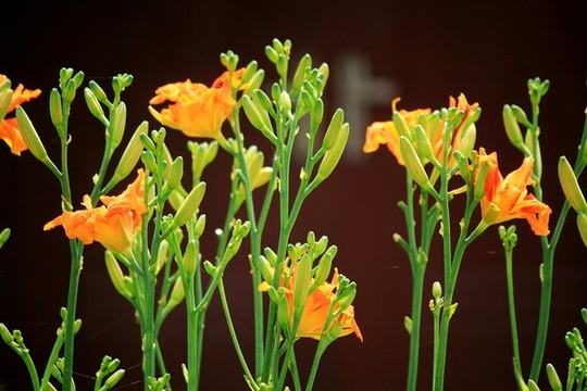 黃花