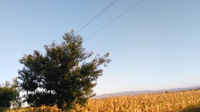 田野