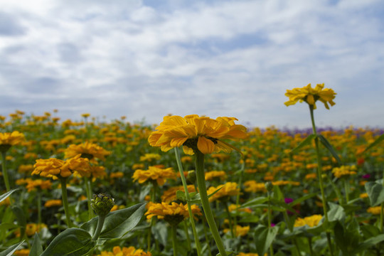萬壽菊花海
