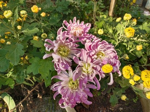 秋菊