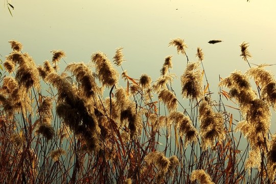 蘆花
